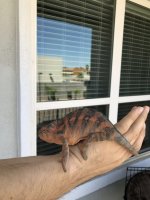 nosy 1.jpg