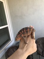 nosy 2.jpg