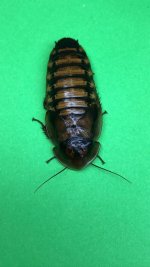adult female dubia.jpg