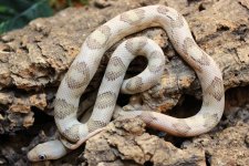 BR183301M Blonde Het Loma Alta Albino Suboc.jpg