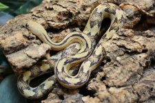 BR183302M Het Blonde Loma Alta Albino Suboc.jpg