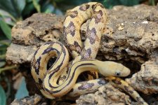 BR183402M Het Loma Alta Albino 50% Het Blonde Suboc.jpg