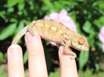 Xanthos x Sienna Female 5.132.jpg
