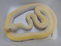 Cow M1.jpg