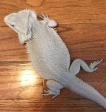 Nox fullbody hard floor.jpg