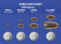 ABDragon-DubiaChart-v3.jpg