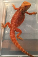 Rojo Bath 2.jpg