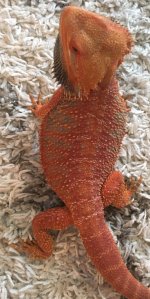 Rojo Carpet wholebody.jpg