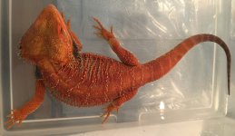 ROJO Bath.jpg