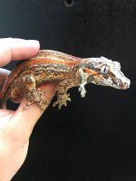gargoyle3.jpg