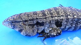 bw hw male ne enc north east a .jpg