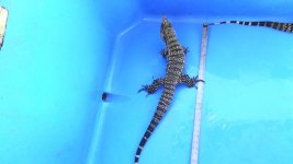 bw hw male ne enc north east  d.jpg
