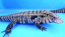 bw hw male ne enc north east ab.jpg