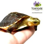 baby-box-turtle.jpg