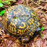 baby-box-turtle-sale.jpg