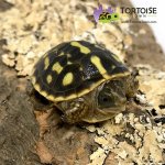 ornate-box-turtle-for-sale.jpg