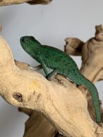 IMG_2279.jpg