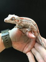 gargoyle9.jpg
