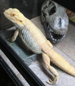 Big Bubba food dish.jpg