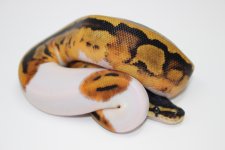 Smiley Pied 2.jpg