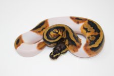 Piebald Ball Python.jpg