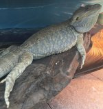 Big bubba sexy legs.jpg