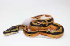 Piebald Ball Python 3.jpg