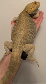 big bubba hand.jpg