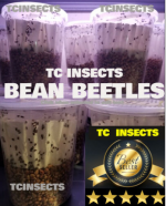 Bean Beetles.PNG