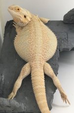 mello rock.jpg
