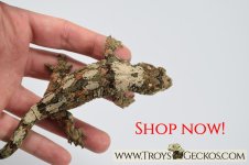 Website Advertisement - Shop Now.jpg