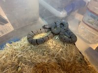 IMG_0311.jpg