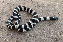 bandedmale1.jpg