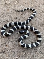 bandedmale11.jpg