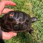 baby-Aldbra-tortoise-3.jpg