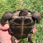 aldabra-tortoises-for-sale.jpg