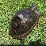 Aldbra-giant-tortoise-for-sale.jpg