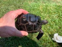 baby-Aldabra-giant-tortoise-1.jpg