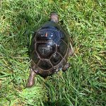 aldabra-tortoise-1.jpg