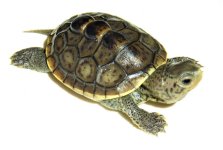 terrapin.jpg