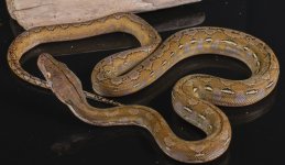 female platty  75% ternate pic 3.jpg