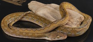 female platty  75% ternate.jpg