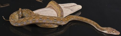 female platty  75% ternate pic 2.jpg