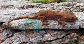 WaterMark_2019-09-17-14-30-29.jpg
