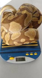 Butter Enchi 1.jpg