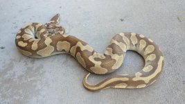 Butter Enchi 2.jpg