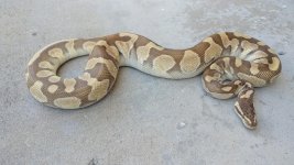 Butter Enchi 3.jpg