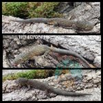 WaterMark_2019-09-17-14-15-31.jpg