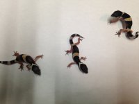 IMG_1868.jpg