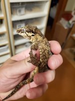 GeckoM.jpg